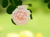 バラ（薔薇）のスマートフォン壁紙